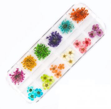 Сухоцветы в наборе 12 видов в футляре GS09