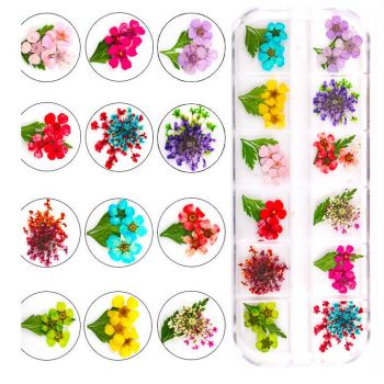Сухоцветы в наборе 12 видов в футляре GS05