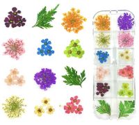 Сухоцветы в наборе 12 видов в футляре GS02