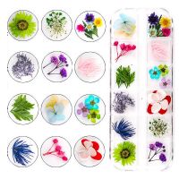 Сухоцветы в наборе 12 видов в футляре GS04