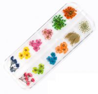 Сухоцветы в наборе 12 видов в футляре GS10